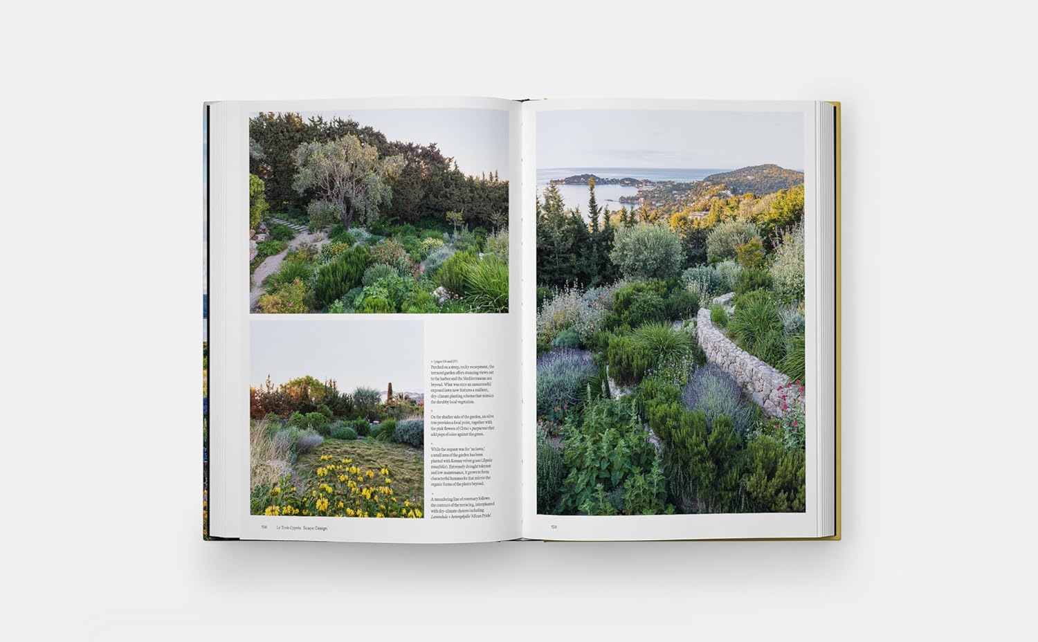 Coastal Garden - Image 3
