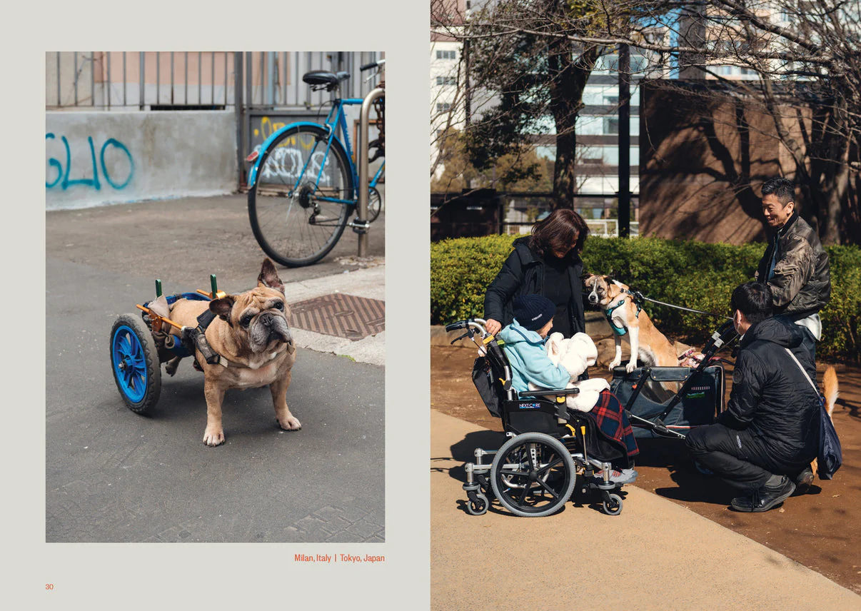 Dog's Best Friend - Image 4