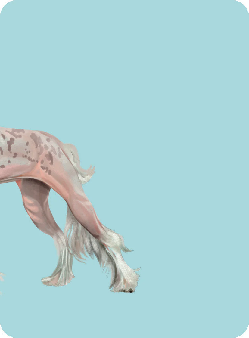 Heads & Tails - Dog Memory Cards - Image 3