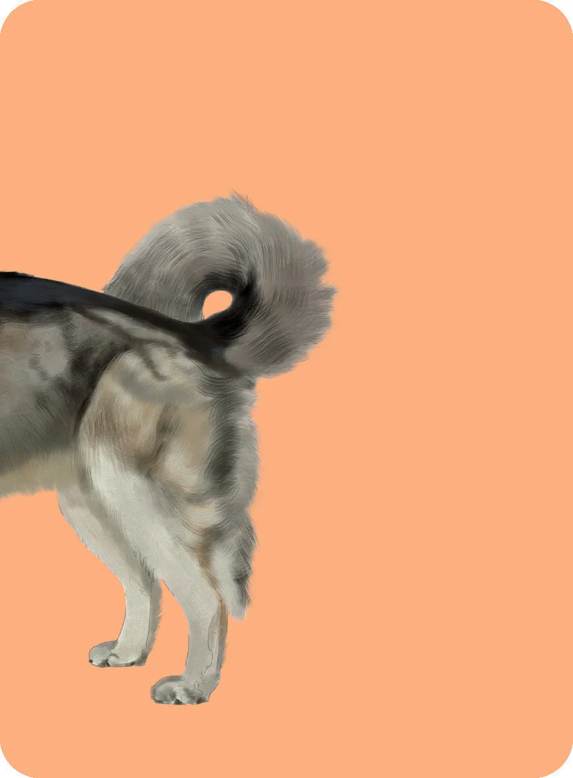 Heads & Tails - Dog Memory Cards - Image 7